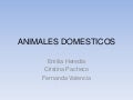 Animales Domesticos