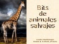 Animales Salvajes