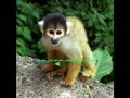 JUNGLE ANIMALS