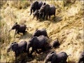 Animal Migration In Africa