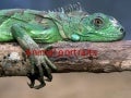 Animal portraits
