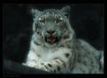 Animals   Photographer Jose A Gallego