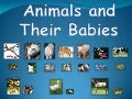 Animals and Babies