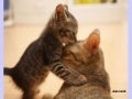 Animals Mother&rsquo;s Love (Nikos)