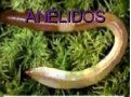 Anélidos