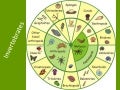 Ap 11 invertebrates