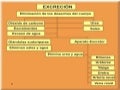 Aparato excretor
