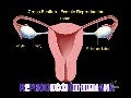 Aparato reproductor femenino