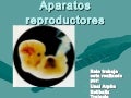 Aparatos Reproductores Unai Esti