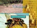 Apiculrura