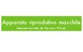 App. Riproduttivo Maschile