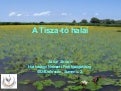 A Tisza-tó halai