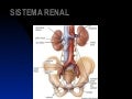 Aula sistema renal