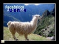 AUQUÉNIDOS ANDEAN ANIMALS