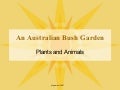 Australian Bush Garden
