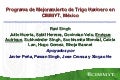 Programa de Mejoramiento de Trigo Harinero en CIMMYT, Mexico