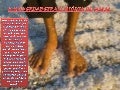 A verdadeira historia do natal