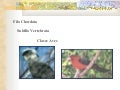 Aves