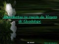 A Virgem De Guadalupe