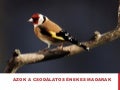 Azok a csodálatos énekes madarak