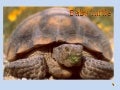 Baby Turtle