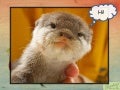 Baby Otters Plead