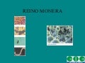 Bacterias
