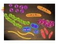 Bacterias