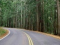 Balade en forêt