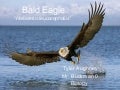 Tyler Aughney, Bald Eagle, Period 0