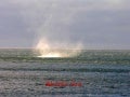Barents sea