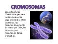 Bases de la genetica Puesta en Comun
