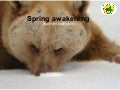 Spring awakening in Arbesbach 2011