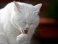 Beautiful cats