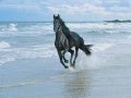 Beautiful Hourse Photos