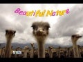 Beautiful Nature