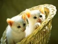 Beautiful And Cute Kitten