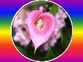 Beautiful Calla Lily