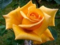 Beautiful Roses