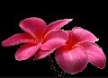 Beautifuls flowers