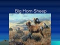Big horn sheep jakob