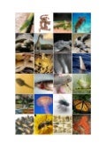 Bingo Animal Pics