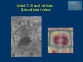 Bio1 09 10 Unitat7(Nucli Mitosi)