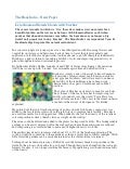 Biochar Article - The Hans India