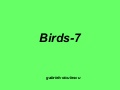Birds 7