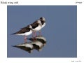 Birds Of Israel
