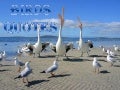 Birds quotes 