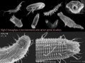 454/Illumina Marker Gene Studies (rRNA)