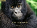 Black in the Nature