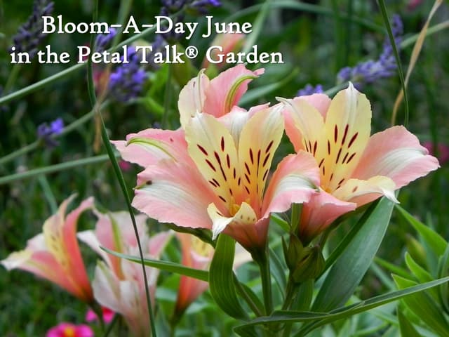 Bloom a day June